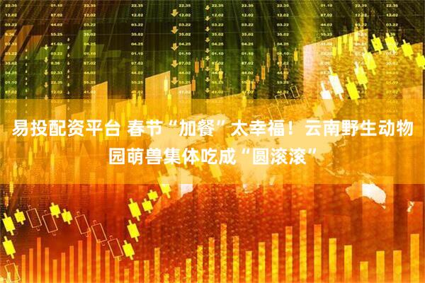 易投配资平台 春节“加餐”太幸福！云南野生动物园萌兽集体吃成“圆滚滚”